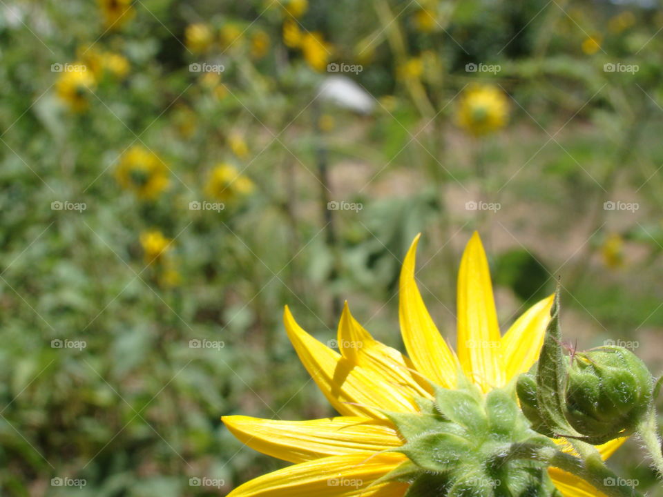 From the back of a sunflower