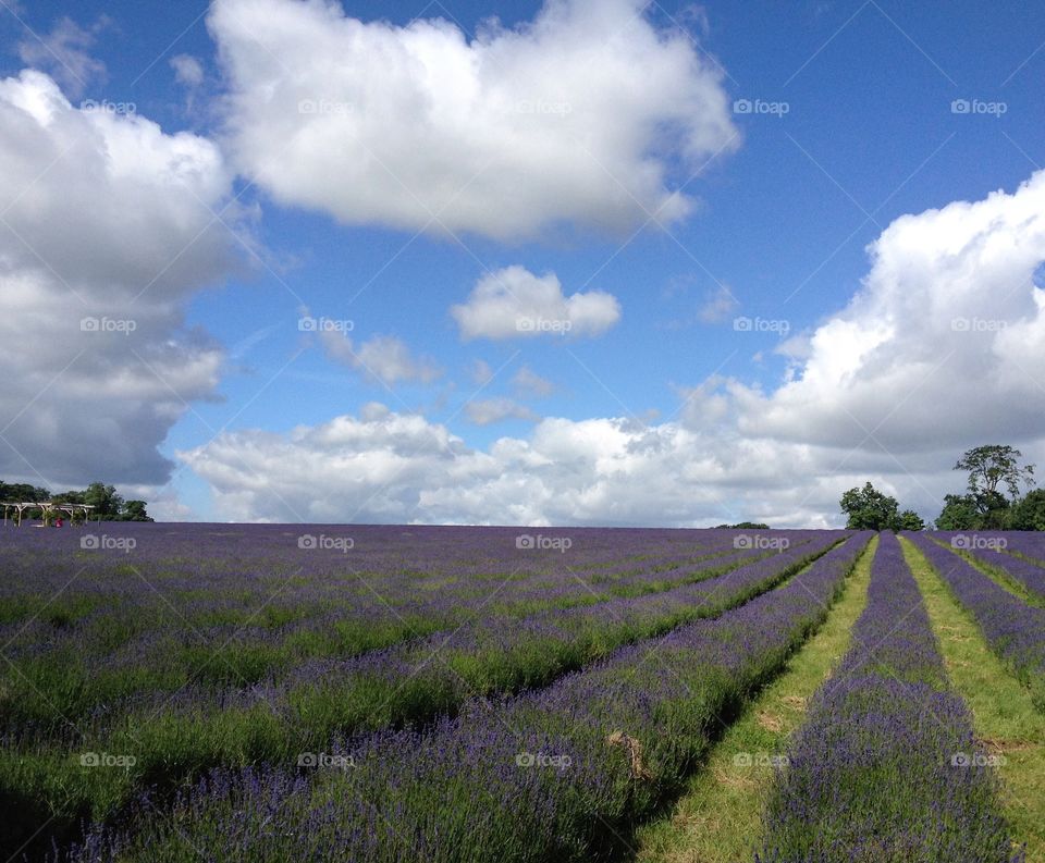 lavender field
 