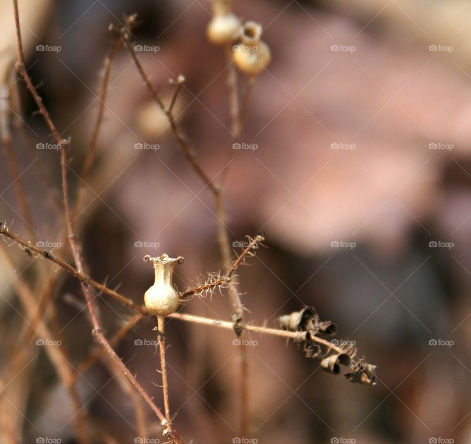 dried weeds in winter.