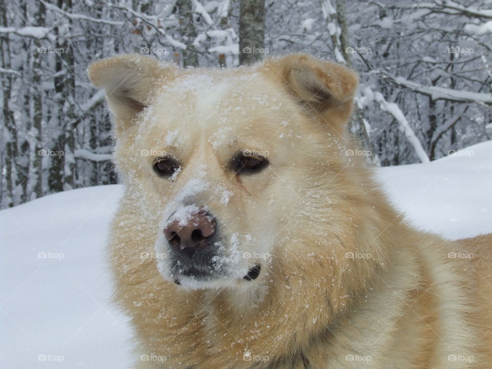 wild dog in snow 