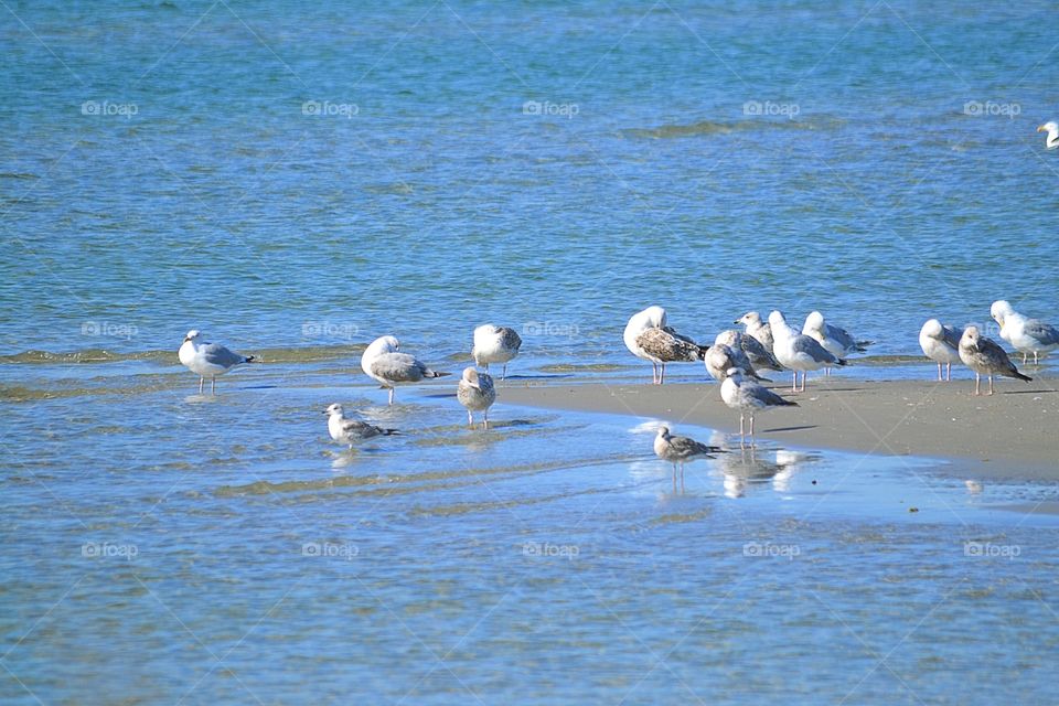 Birds on the beach