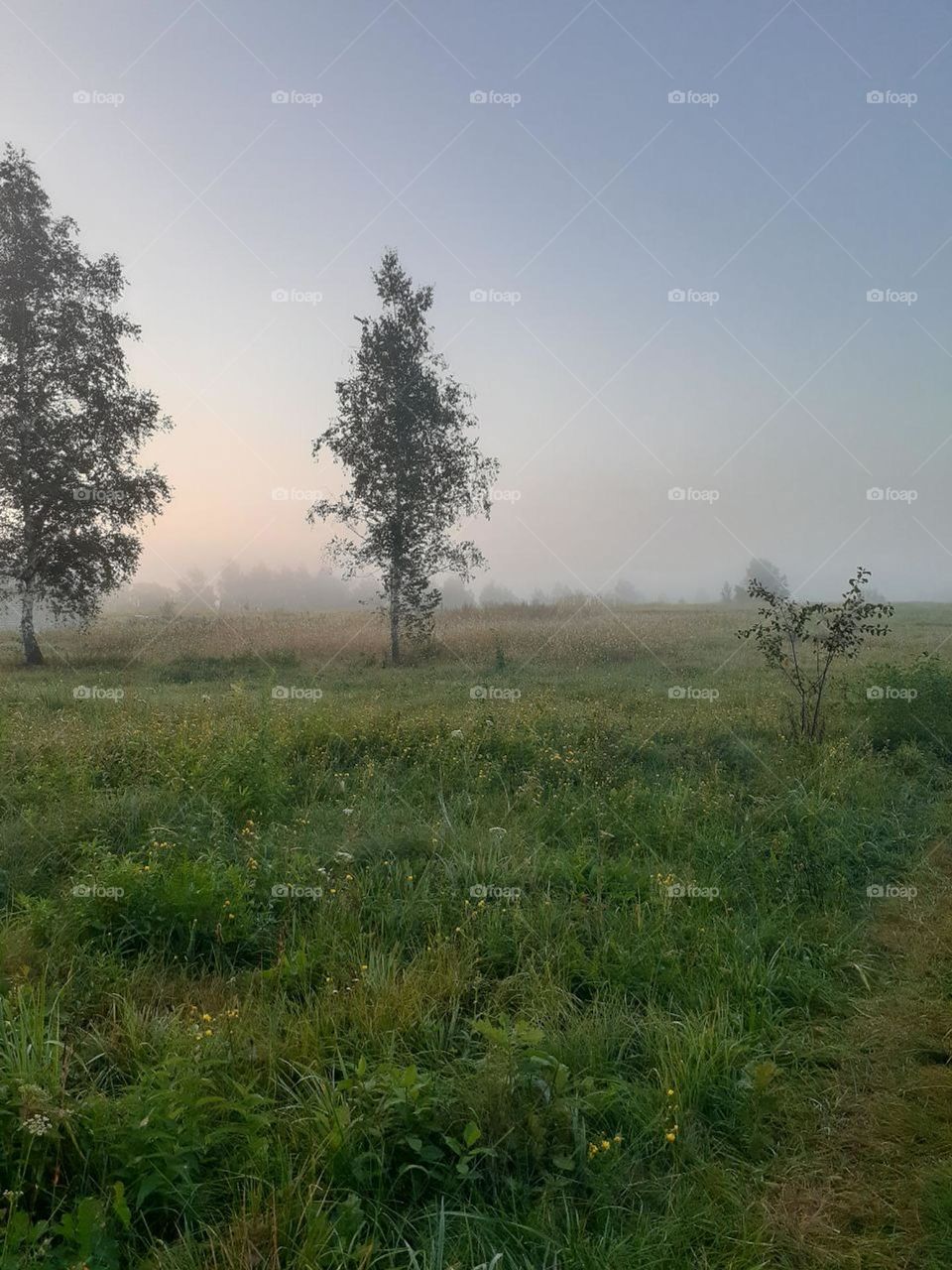 Green meadows at dawn with fog