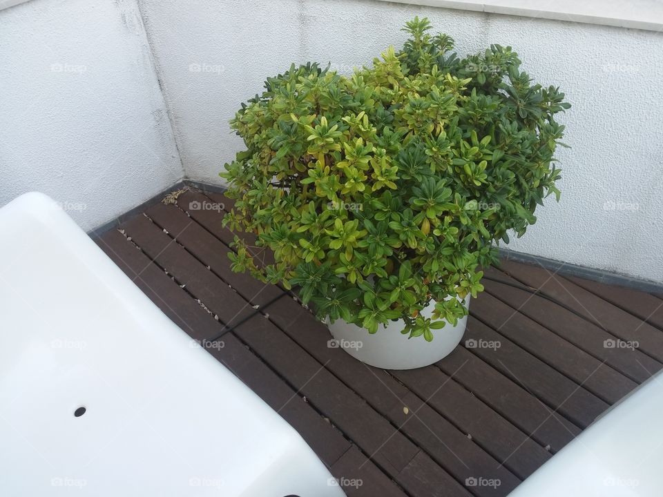 Plant in a white Base near White chair.