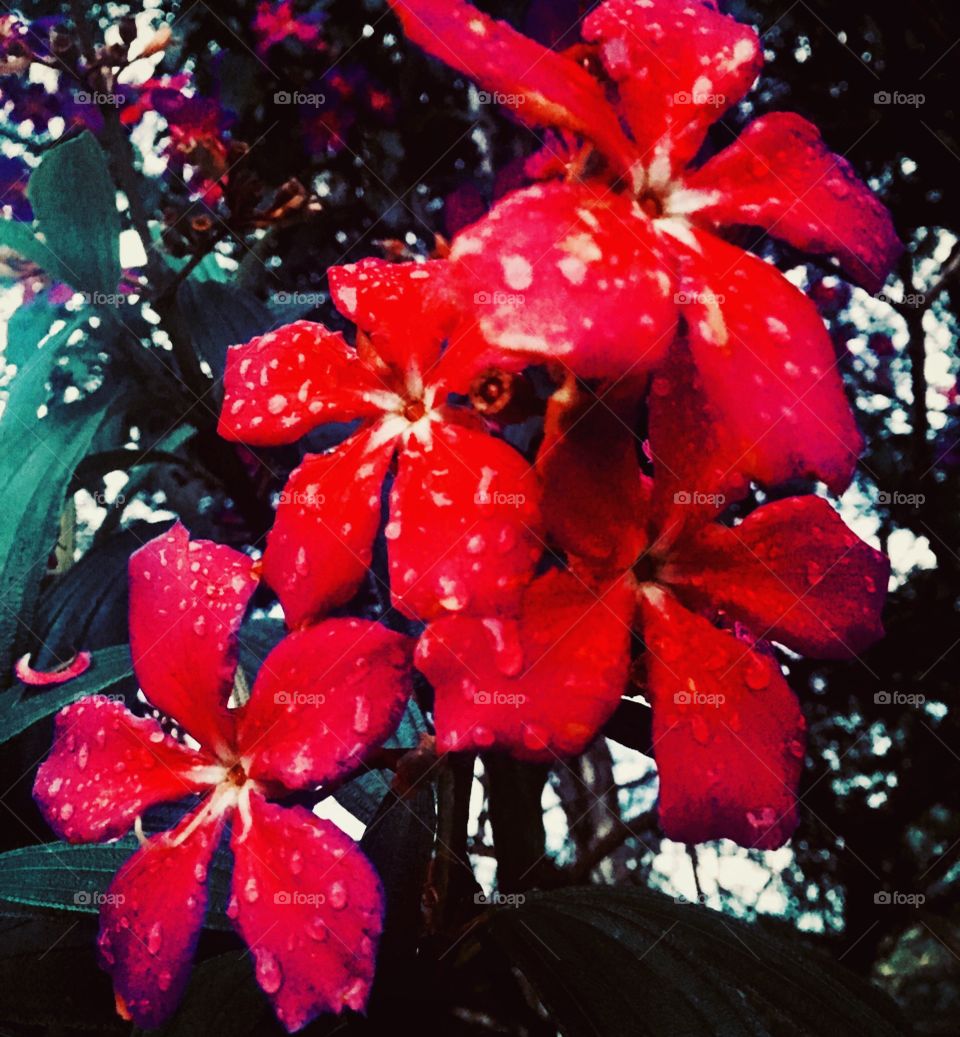 🌹 Depois de muita #garoa, o charme das #pétalas molhadas!
As #flores sempre estão mais bonitas depois de uma #chuva, não?
📸
#flowers #fotografia #vermelho #pétala #photography #foto #flor