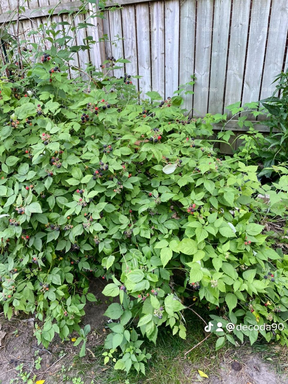 Raspberry bush