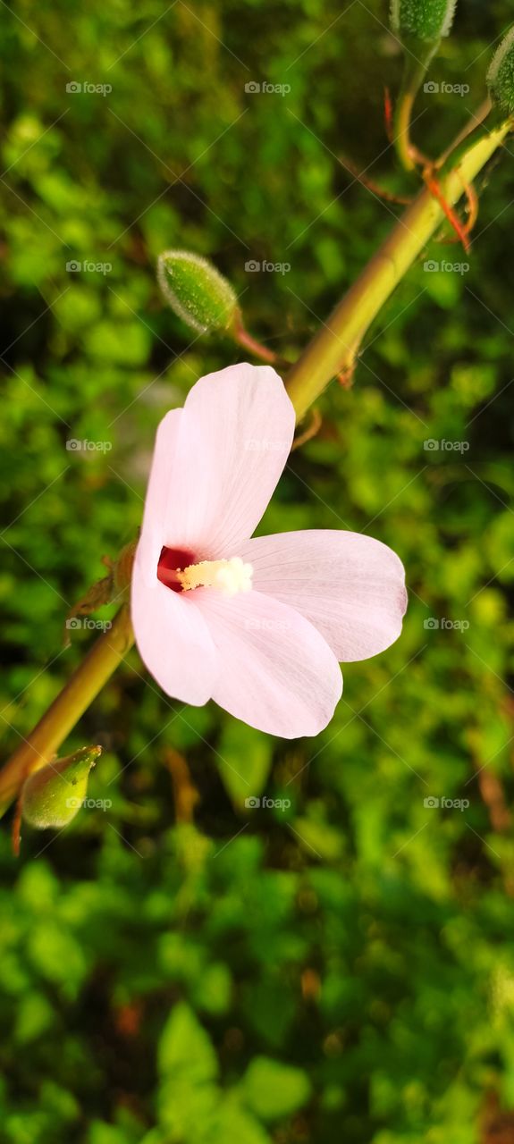 Lovely Rose Mallow is gracious with it's fragile petals.