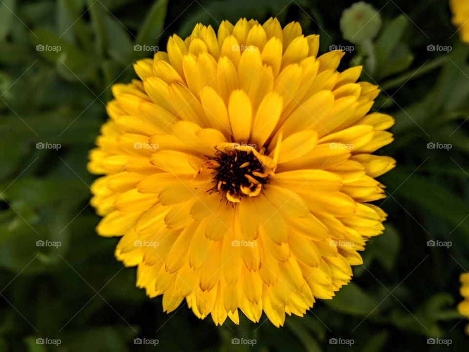 yellow flower close-up