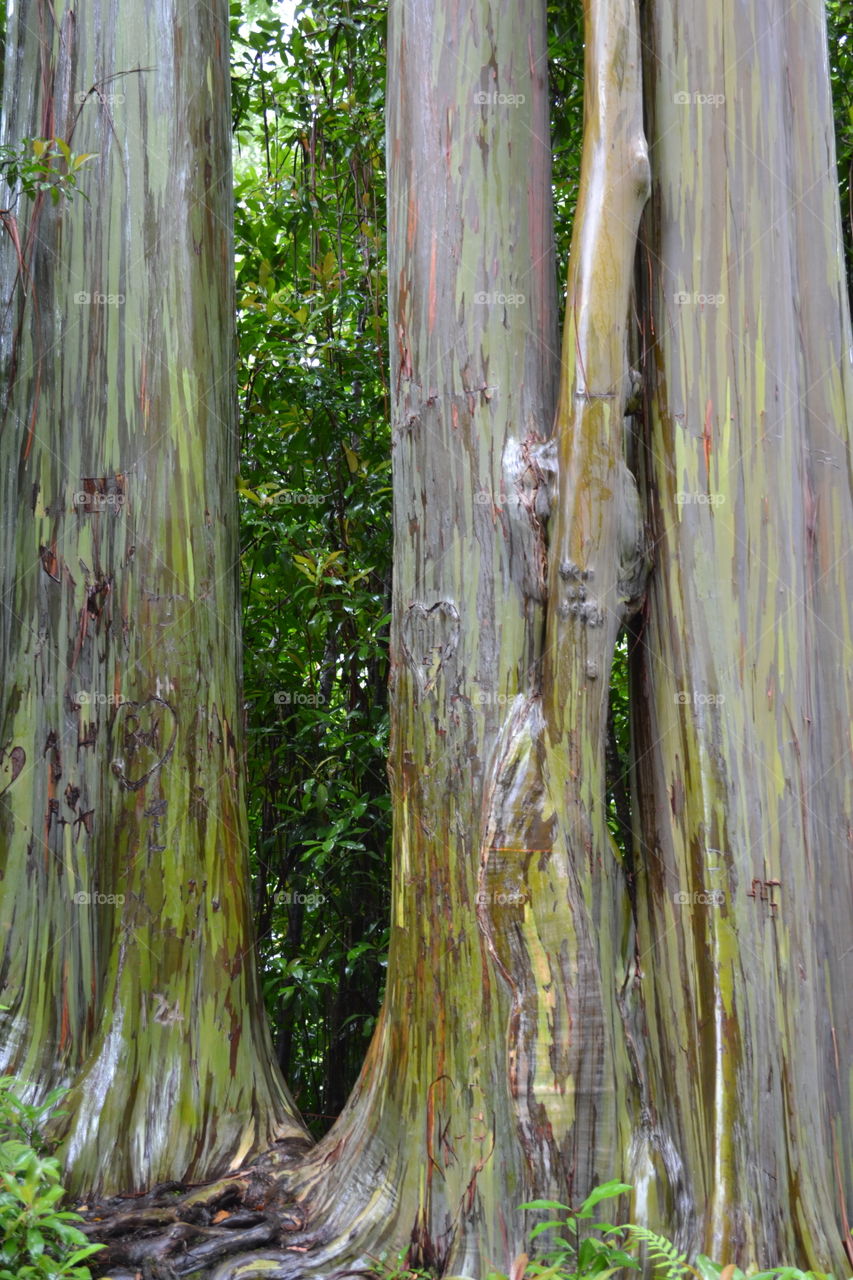 Painted Trees - Rainbow Eucalyptus - Maui, HI
