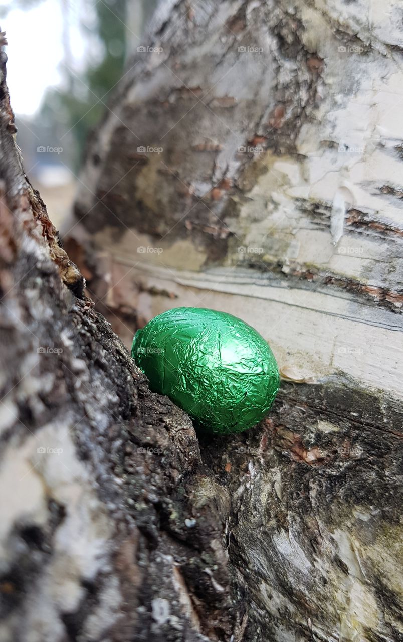 Green egg in a tree