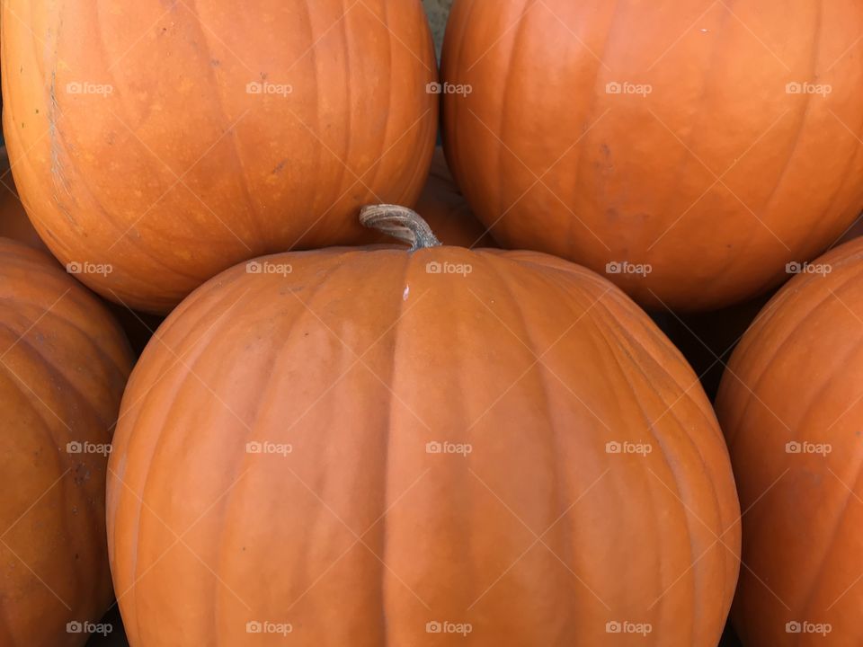 Pumpkin, Halloween, Fall, Thanksgiving, Pasture