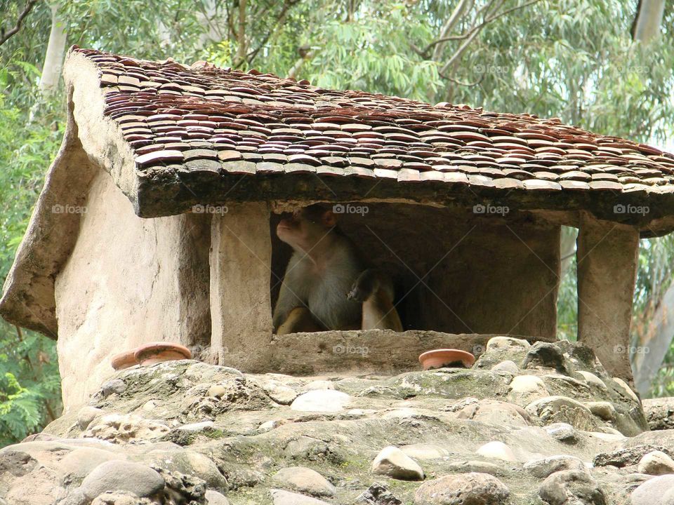 Monkey in his shelter which is man made in Rock garden, chandigarh