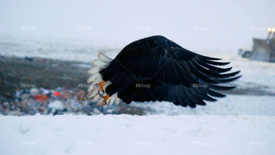 Eagle in flight 