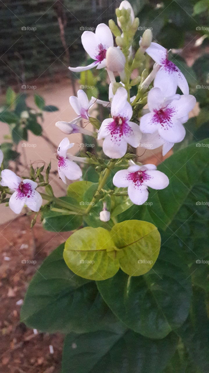 Beauty of life..flower nature growth wild green leaf