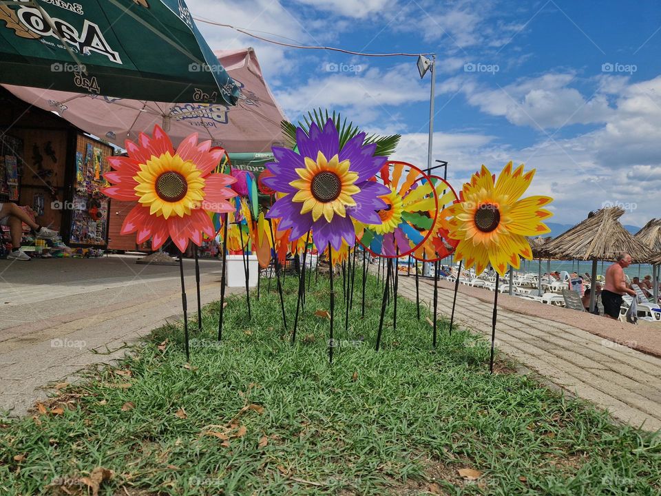 Sunflower on the beach