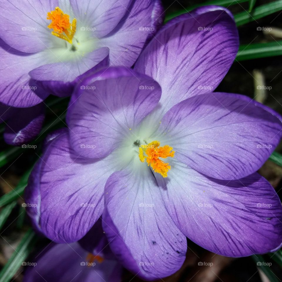 Crocuses growing in my garden