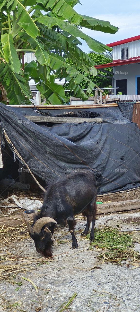 Group of black goats in the village