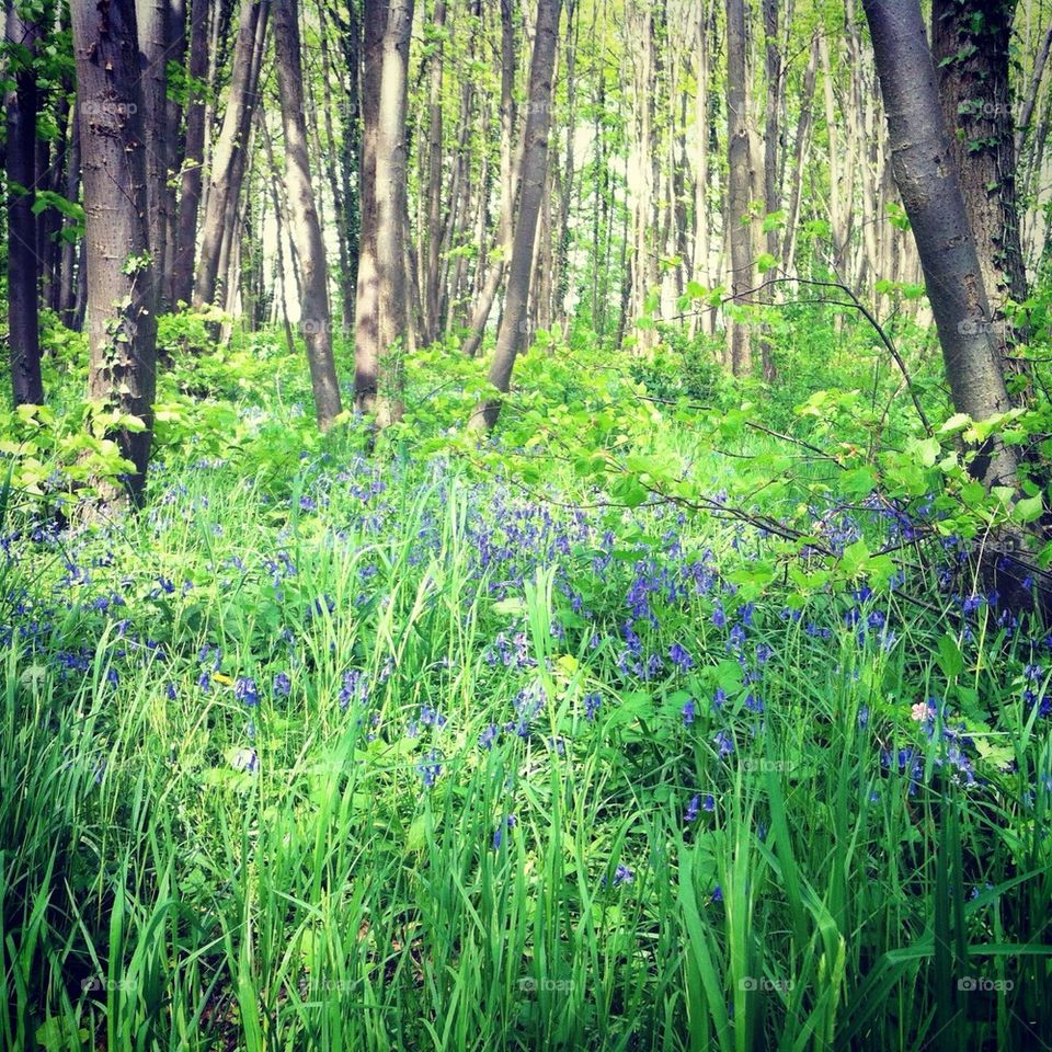 Flowers blue forest