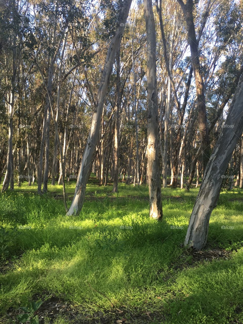 Forest hike III