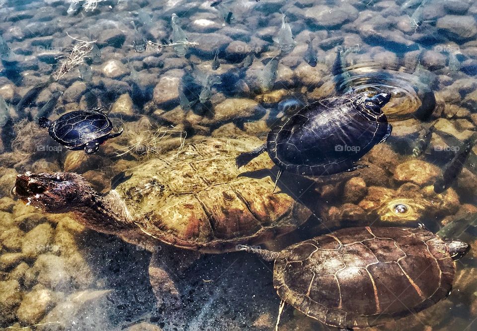 Turtle Friends