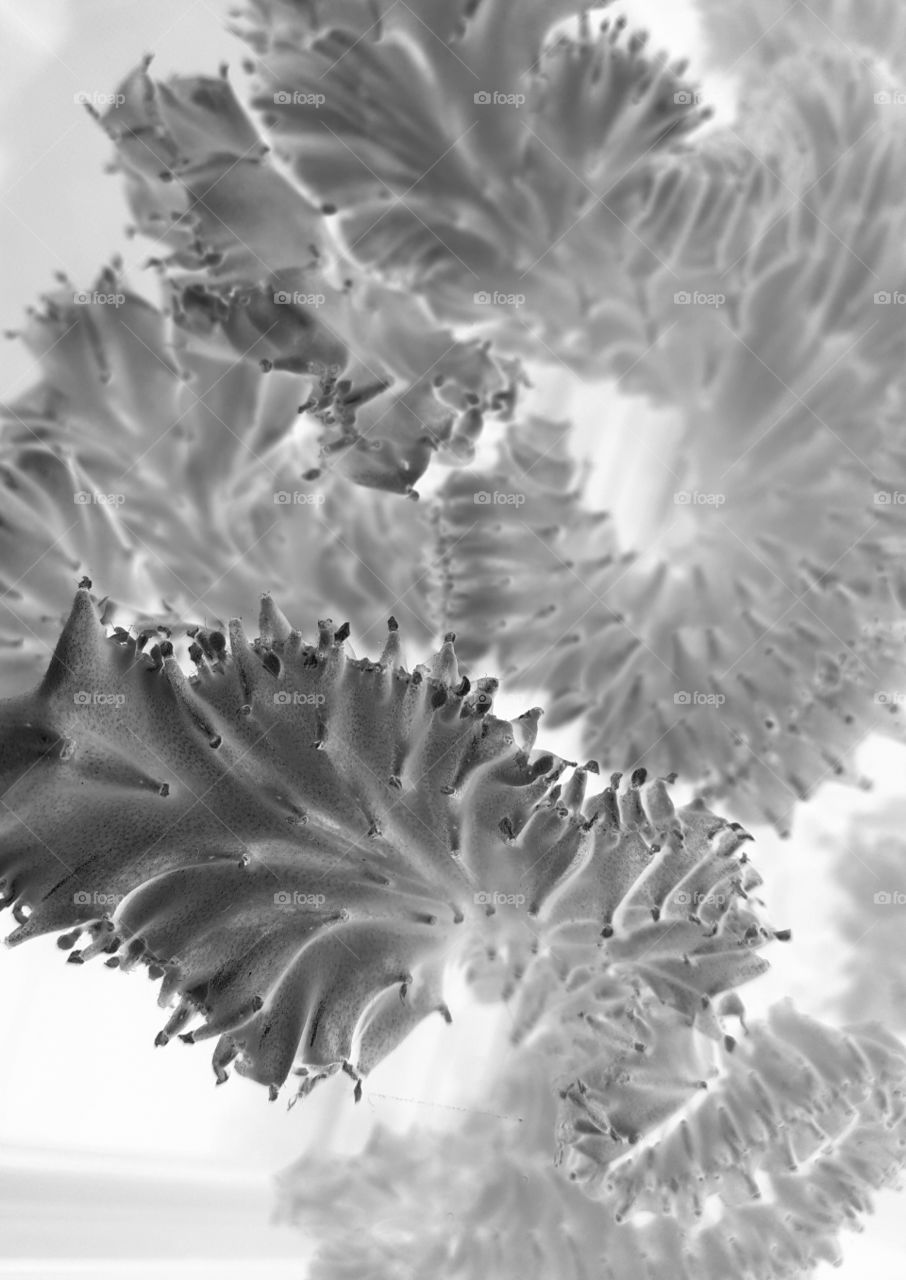 cactus negative grayscale