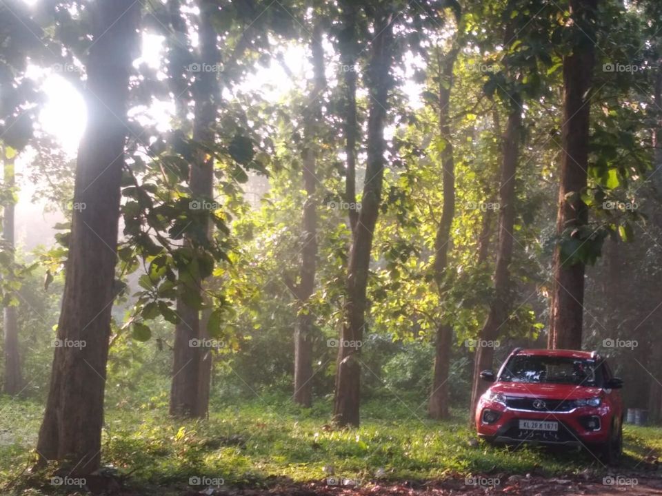A red car in the woods