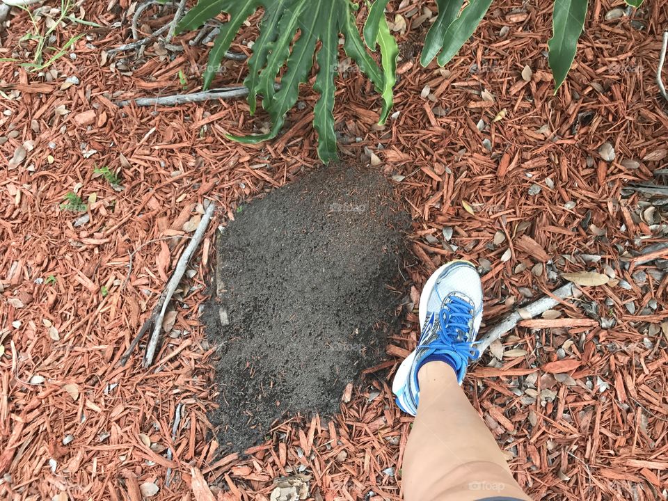 Huge ant hill