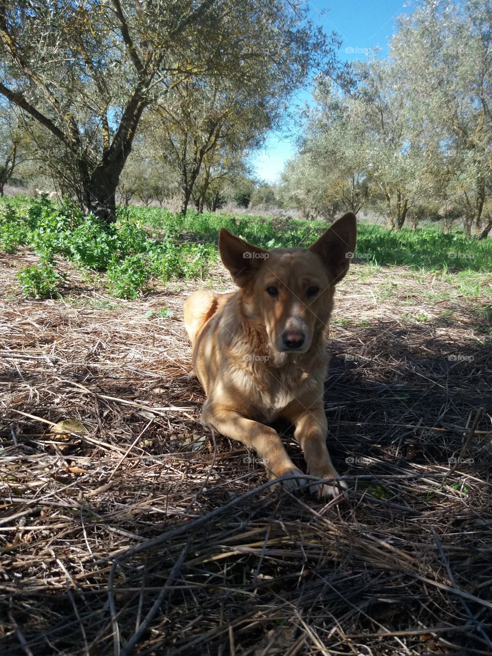 Spring walk with dog