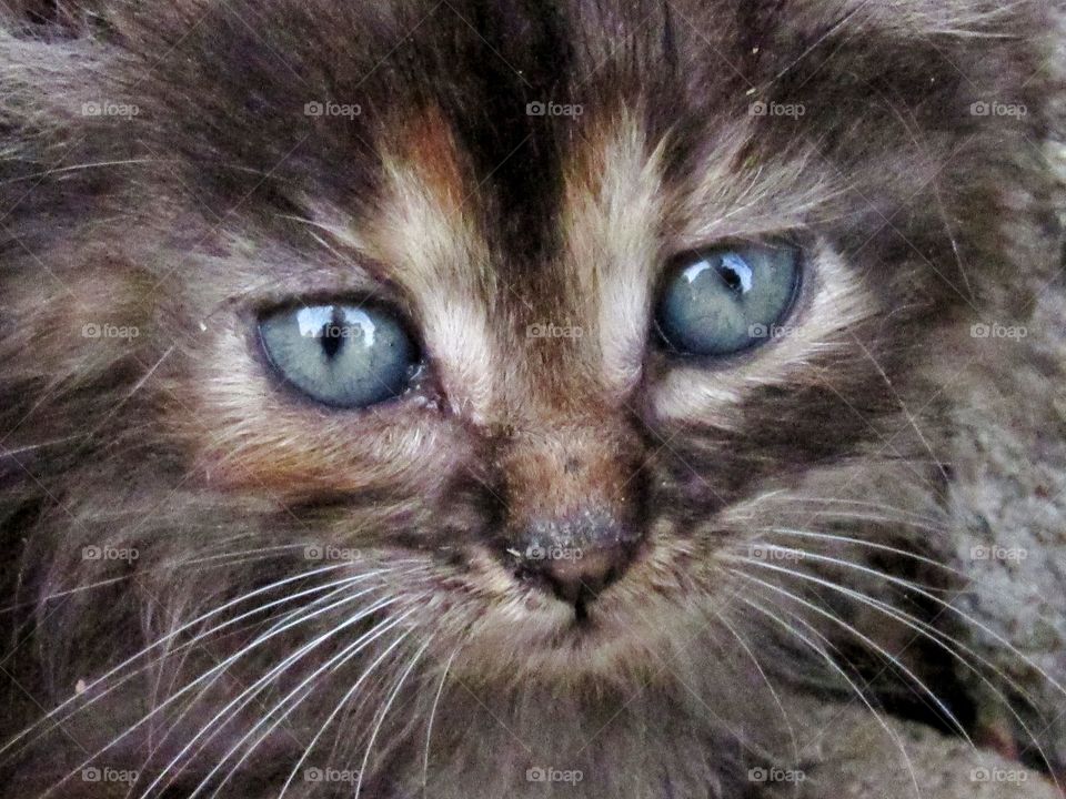 close up kitten face with blue eyes