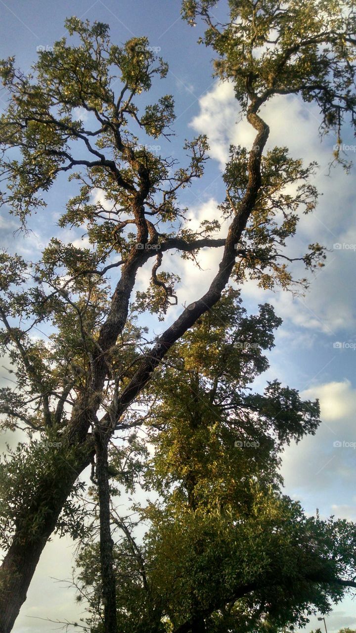 Low angle view of tree