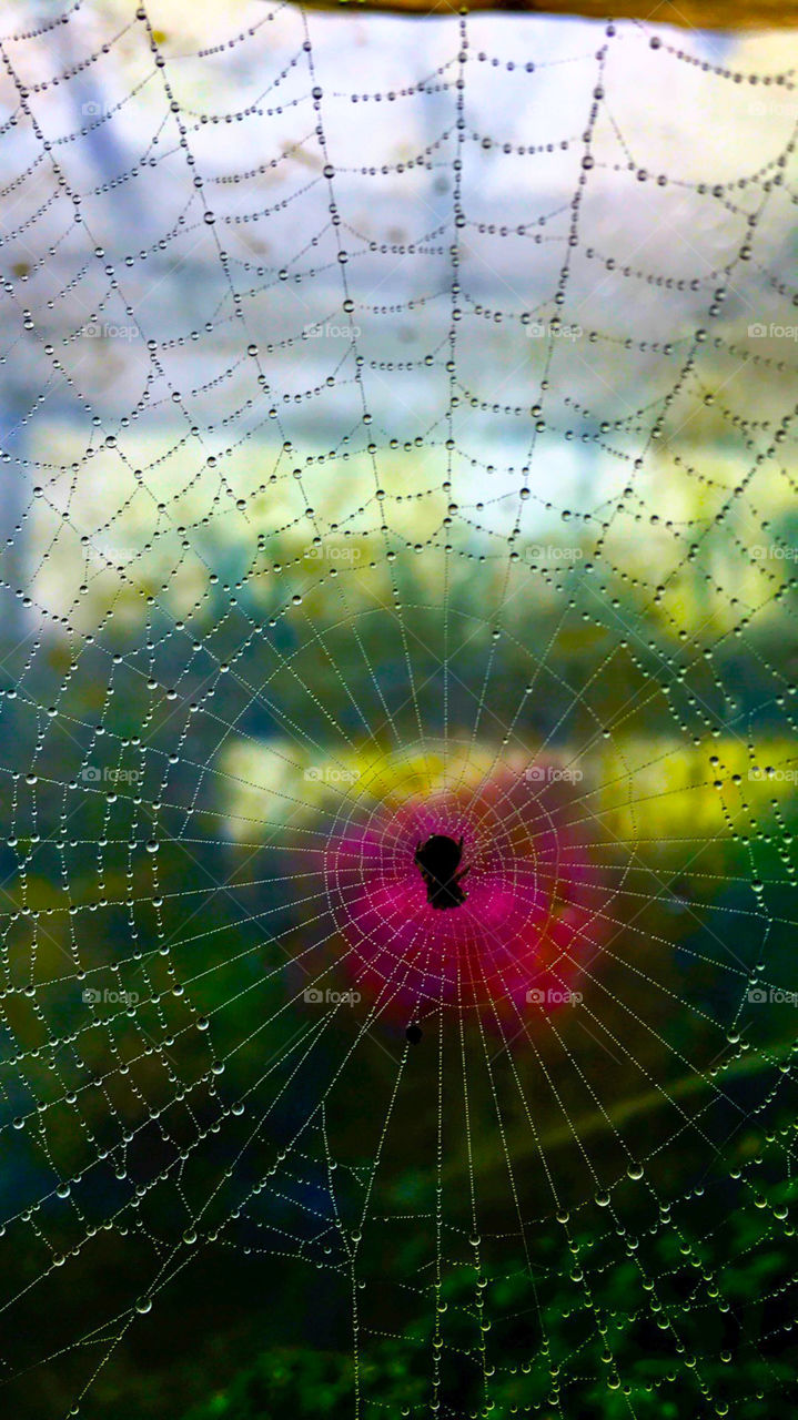 A tiny spider on it's web after a rain