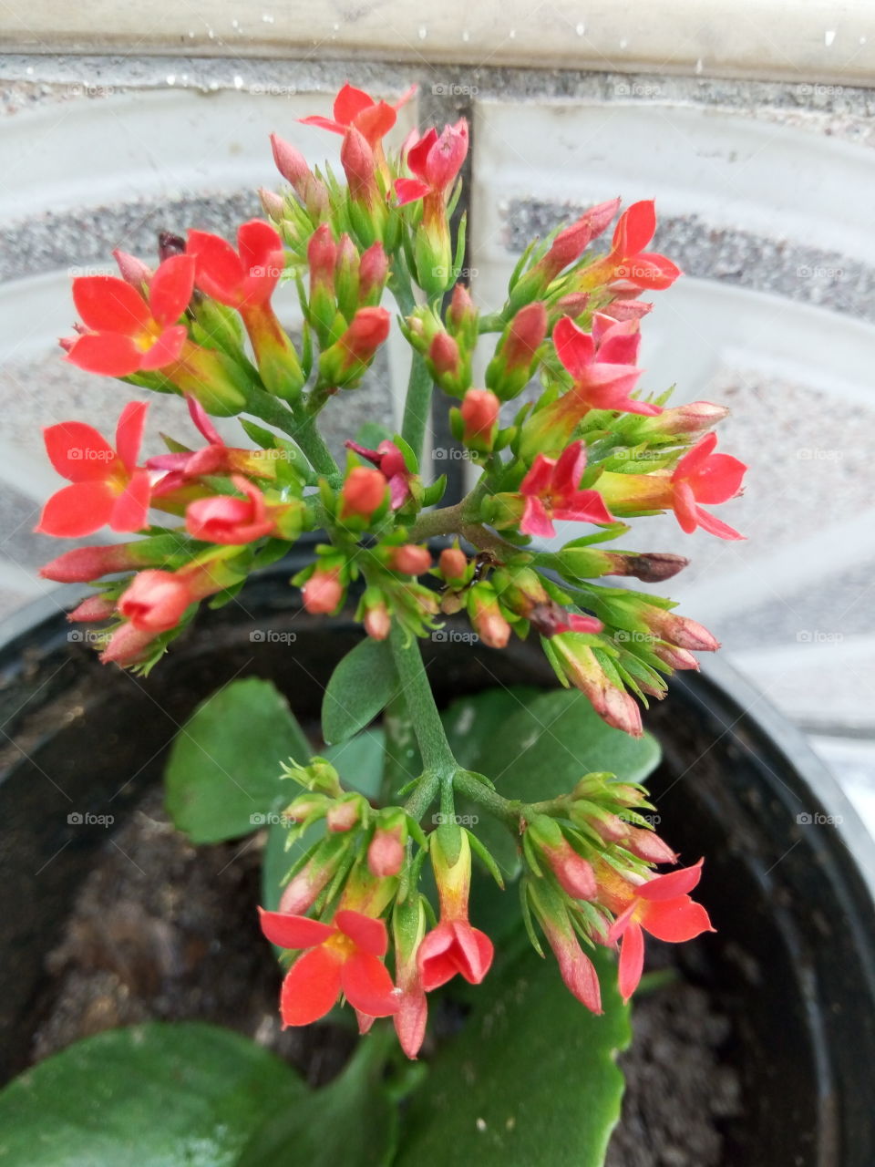 a red and green affair