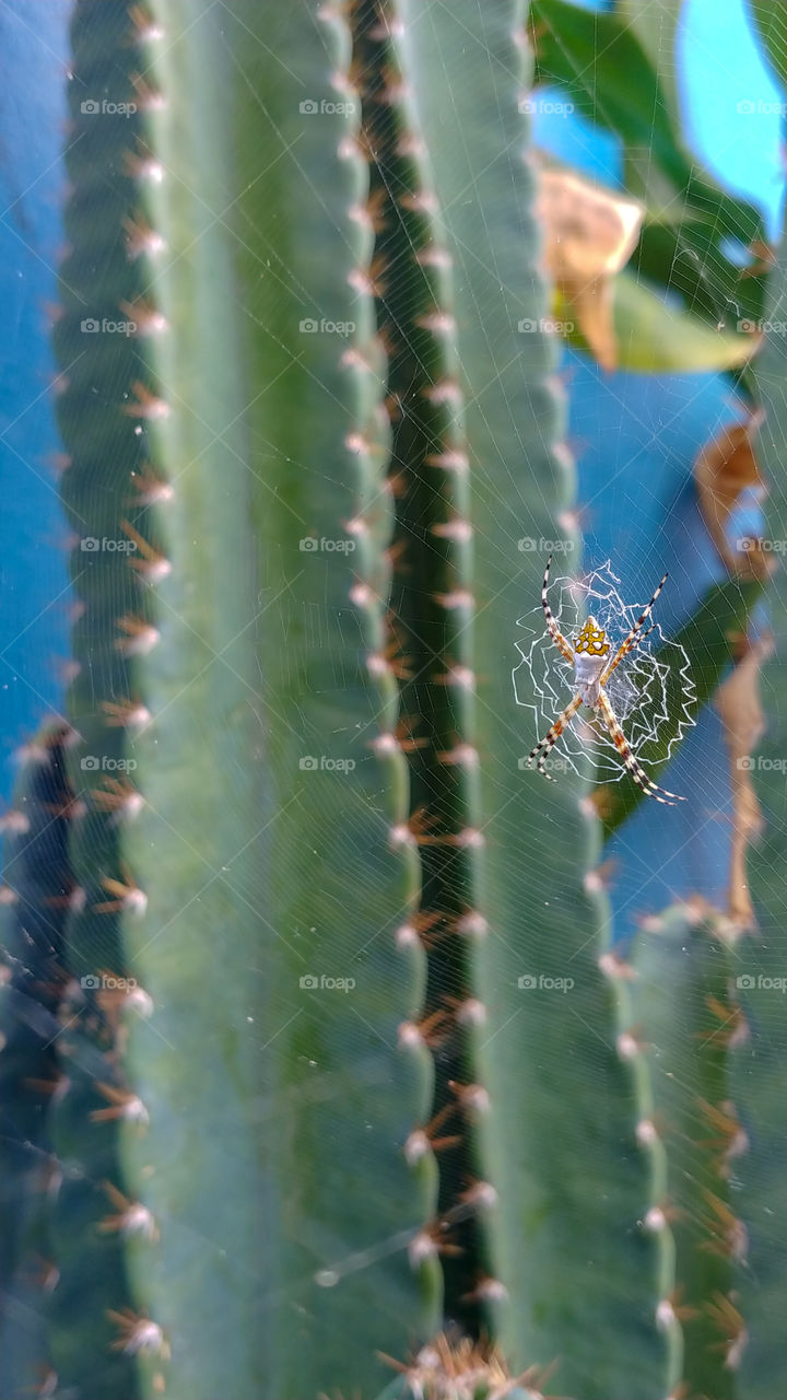 Spider & Cactus 🌵