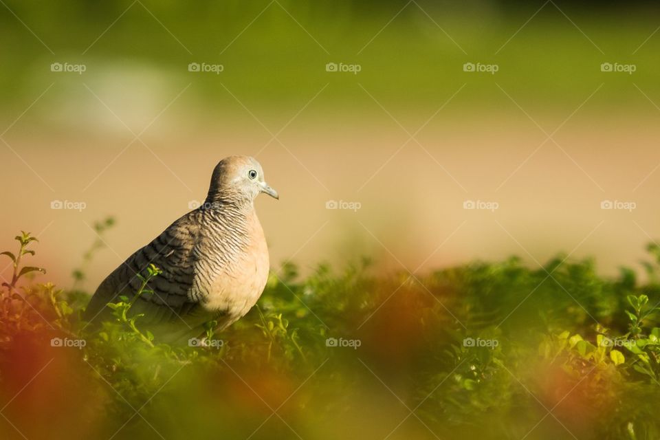 The Dove in the Garden