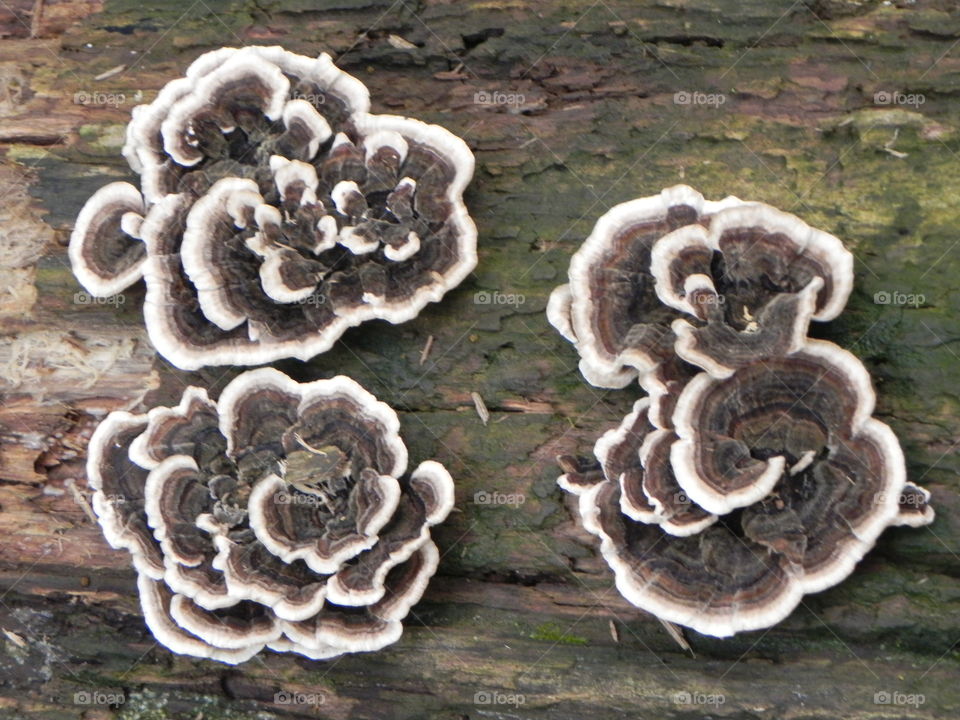 fungus