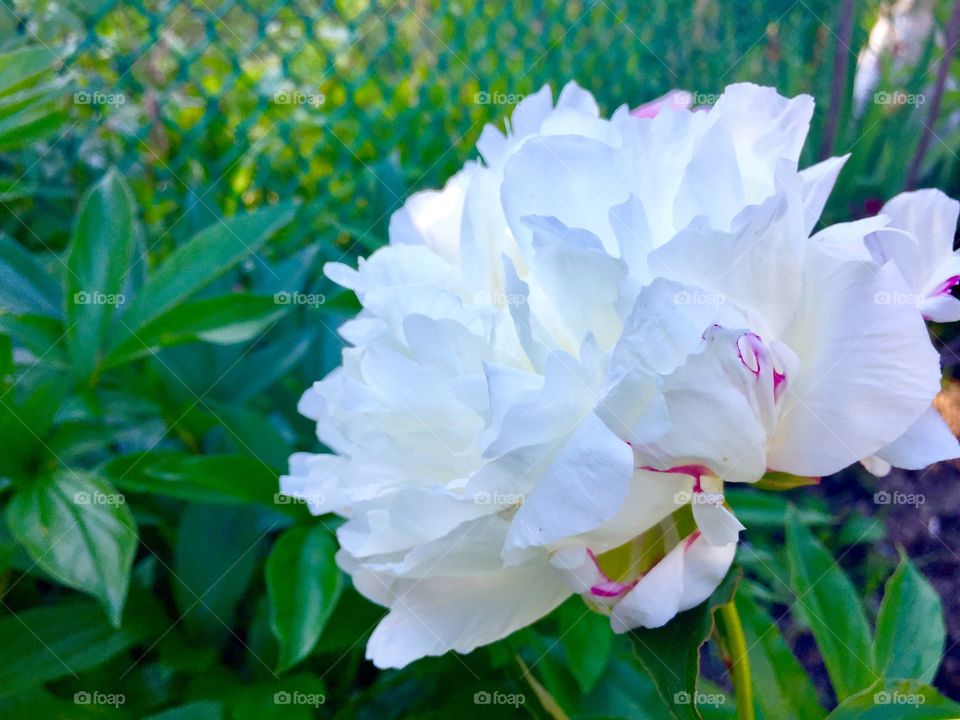 White peony 