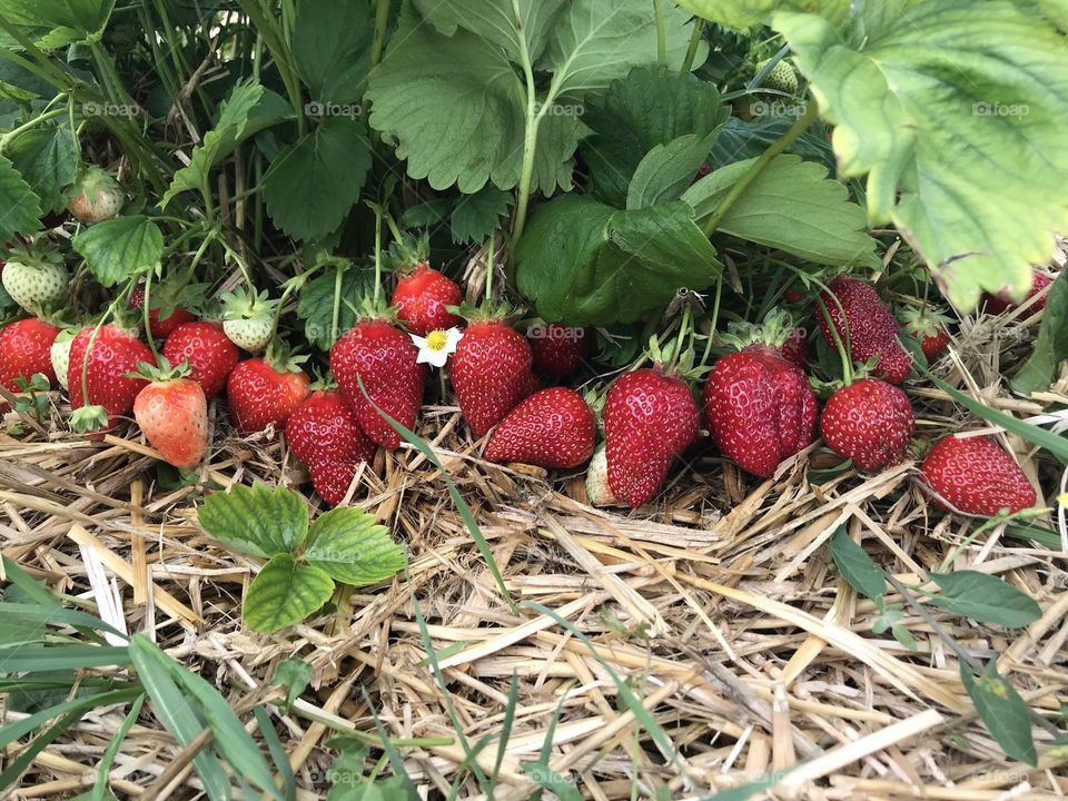 Strawberry plants