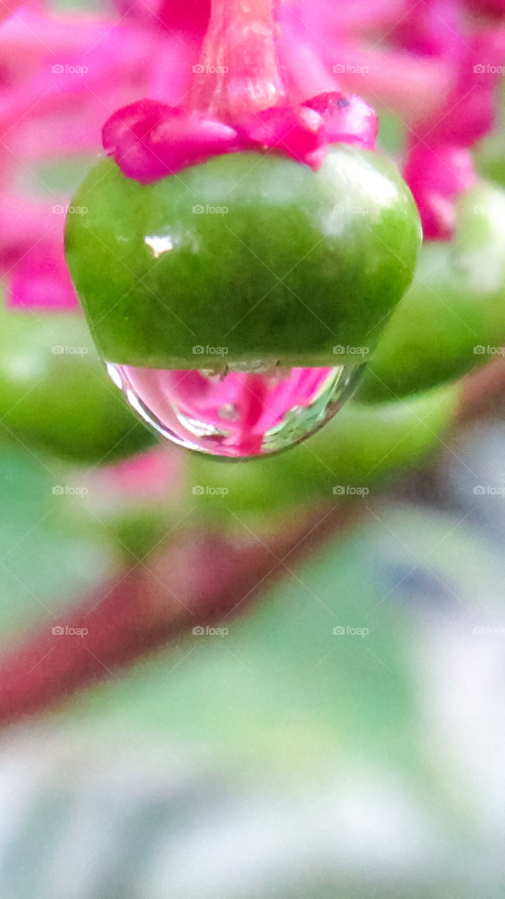 extreme close up green berry with water drop hanging