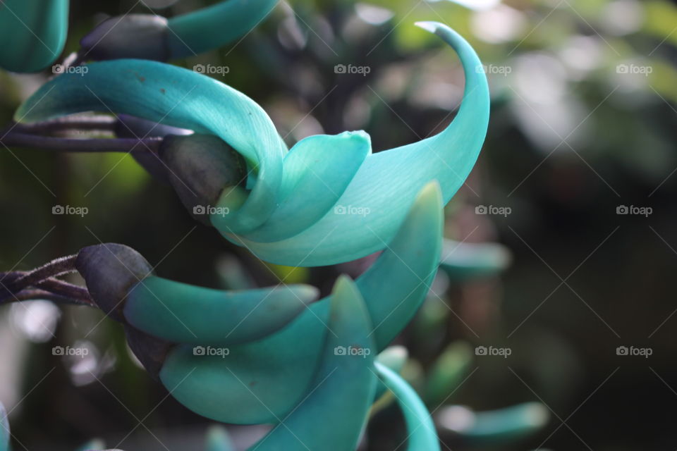 Jade vine flower at Baguio Philippines