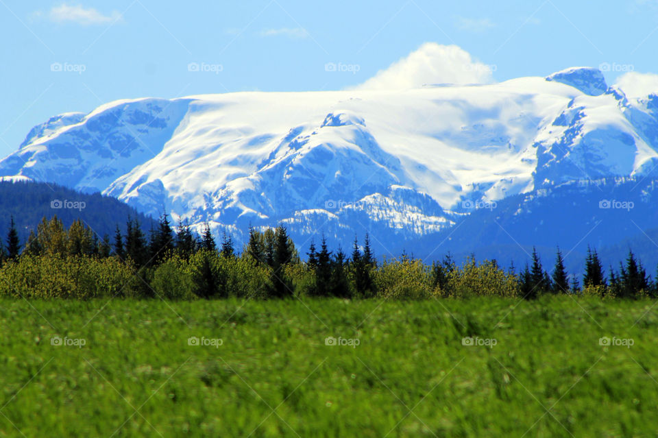 Looking across windswept green fields, through awakening trees, to the blue glacier topped mountains, and the cloud kissed sky! It was a bright, beautiful Spring afternoon!