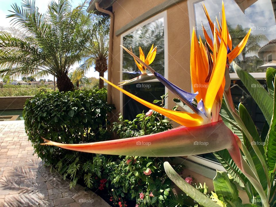 Crazy Plant People Foap Mission! Stunning Bright Orange Backyard Bird of Paradise!