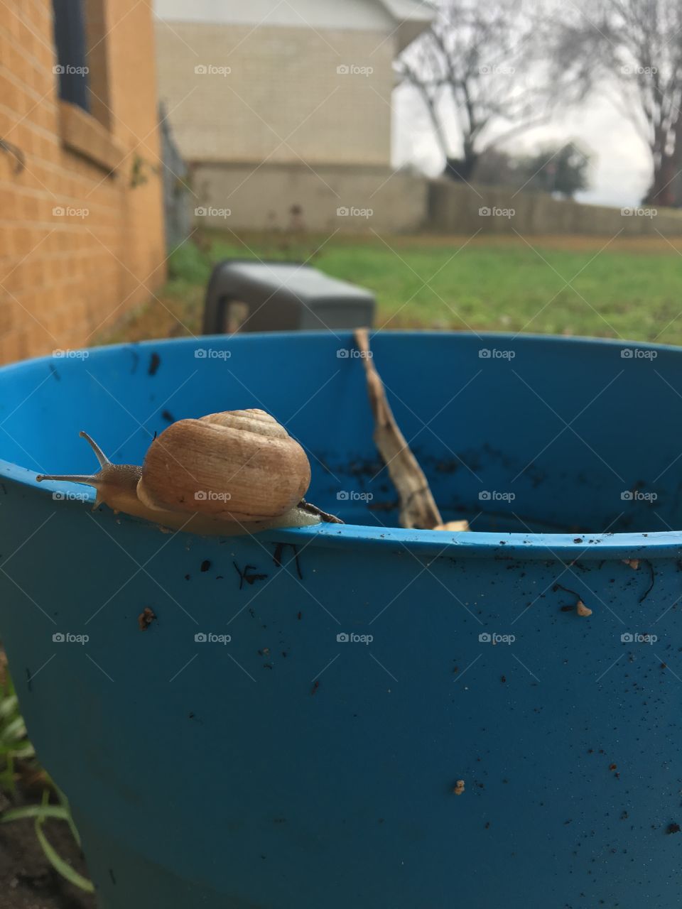 The beauty of snails