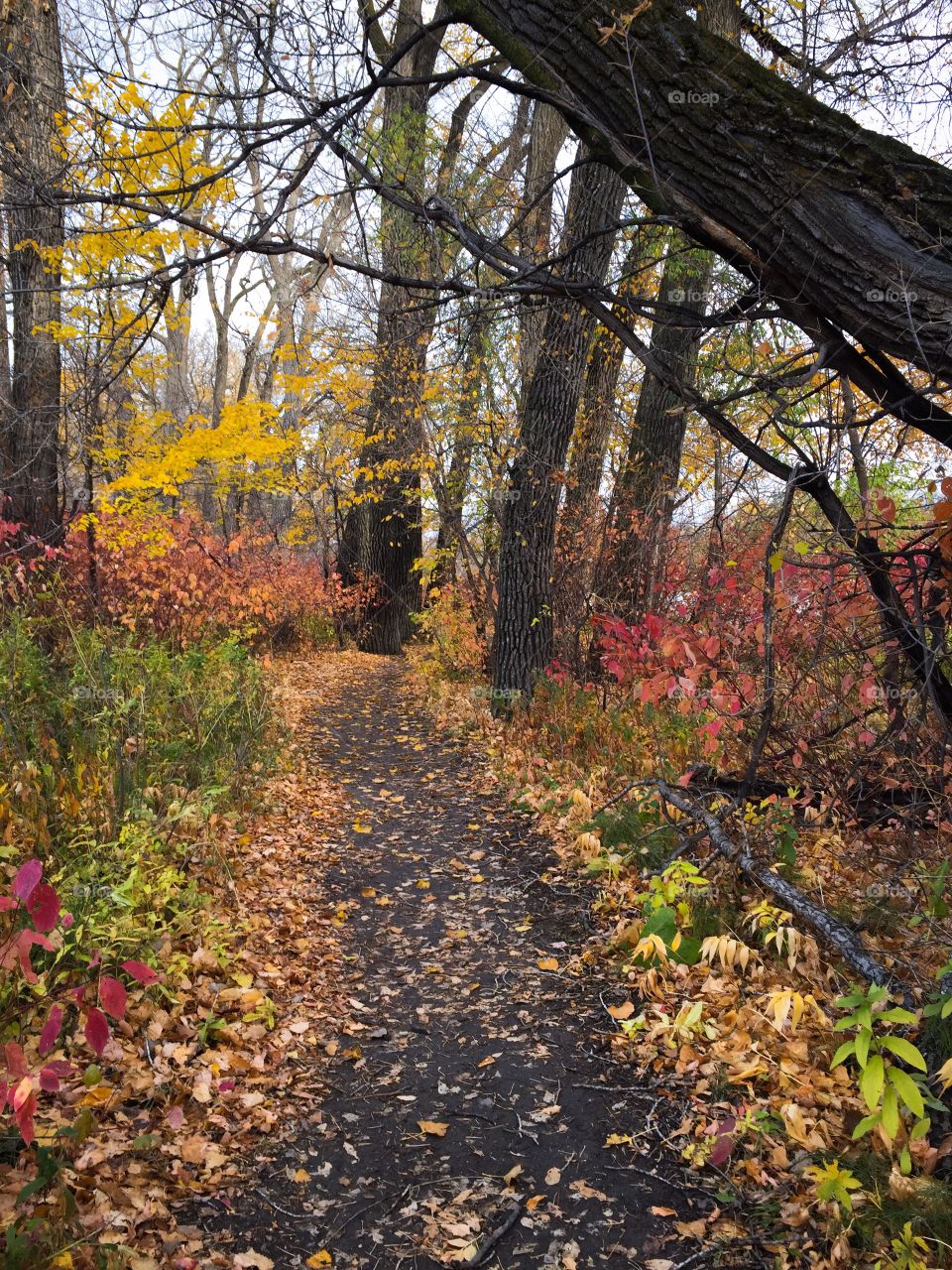 Fall foliage 