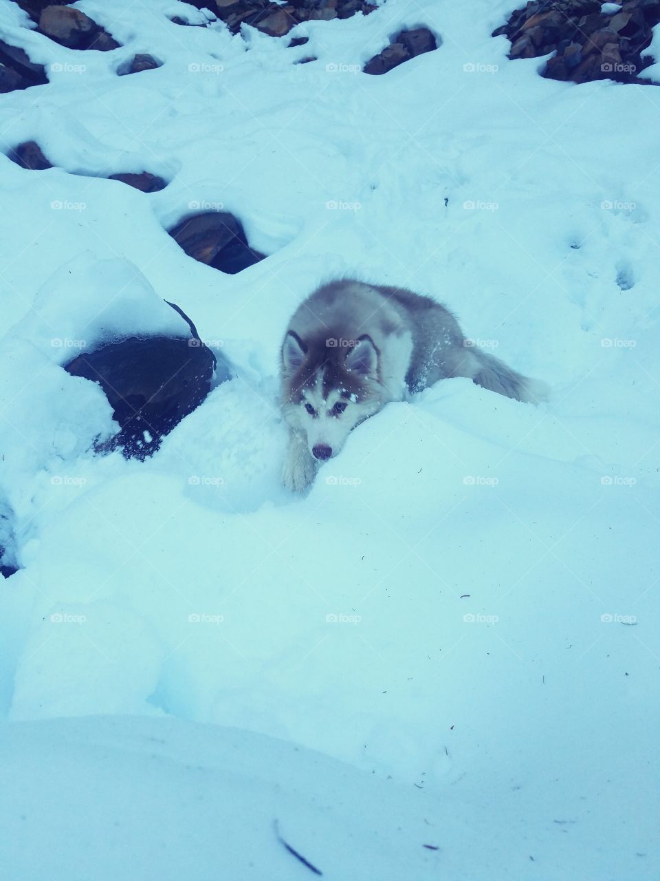 Dog in snow looking like a predator