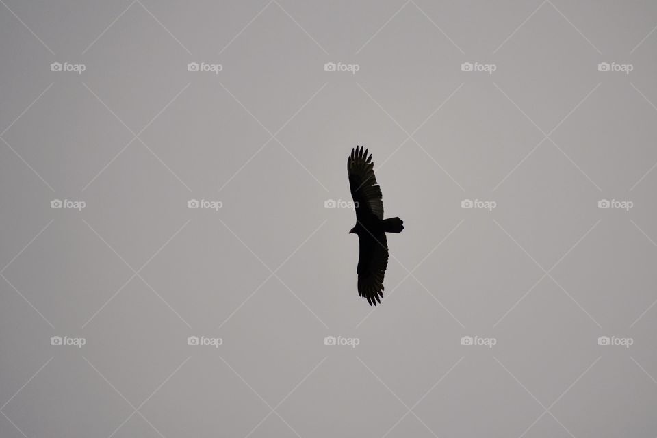 Turkey Vulture soaring around looking for food 