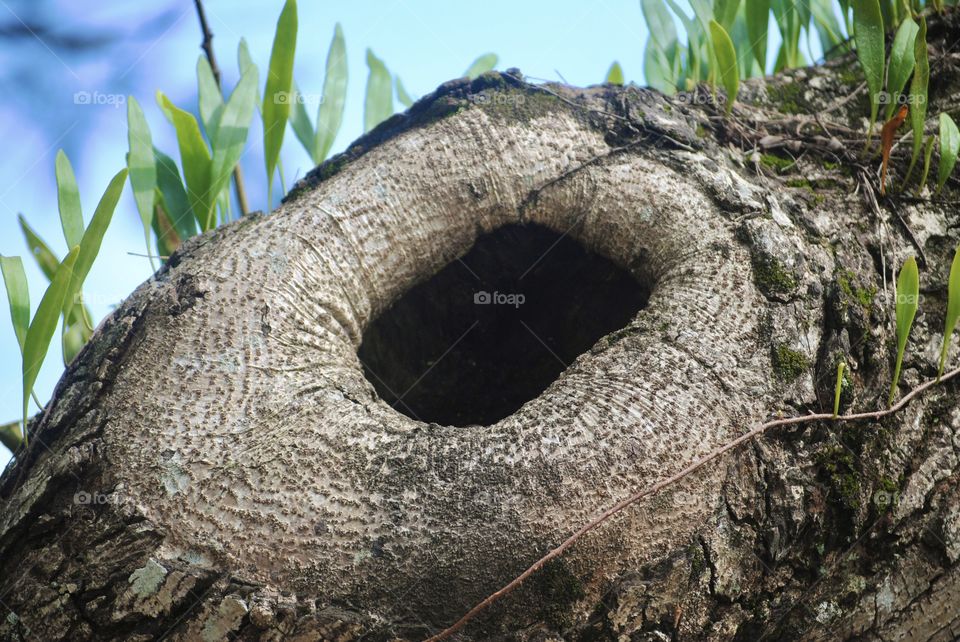 A hole on the tree trunk 