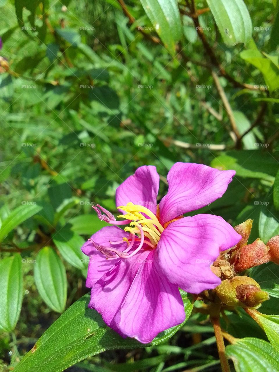 Bovitiya flower sri lanka