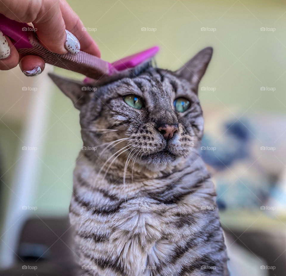 Bengal cat being groomed