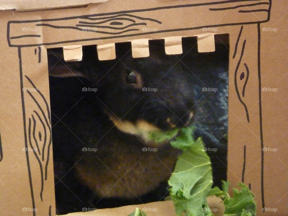 munching kale whilst peeping out of her cardboard castle