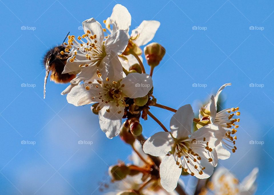 White spring flowers and a bee