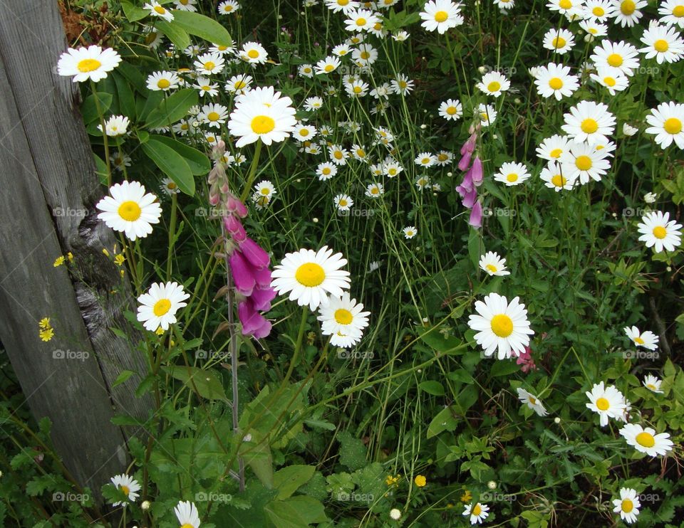 Daisies and foxgloves flower in field